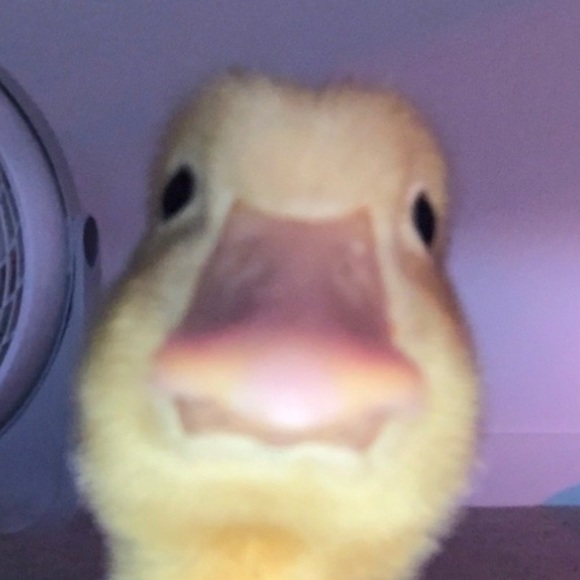 Meet your Posher, Aleicea - Picture 1 of 1